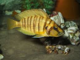 At maturity the males gain a bluish tinge on the body. Gold Head Compressicep Cichlid Altolamprologus Compressicep Photos