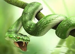 Uc Boyutlu Yesil Boga Yilani Hayvan Duvar Kagidi Hayvanlar Yesil