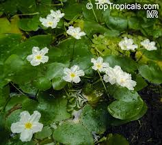 Image result for Nymphoides senegalensis