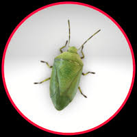 Hardly visible without a magnifying glass. 22 Common Household Pests Bugs Insects