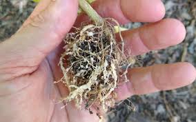 Control grubs, fleas & more. What Are Root Knot Nematodes Greg Alder S Yard Posts Southern California Food Gardening