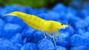 Yellow Neo Fire Shrimp Qty 10 Tropical Fish Tanks Fresh Water Aquarium Fish