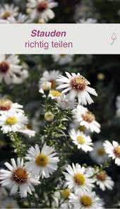 Stauden Und Ziergraser Richtig Teilen Wie Und Wann Stauden Stauden Pflanzen Garten
