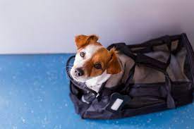 Pet owners chose not to fly on united in 2018 and instead transported their animals most airlines will allow you to take a cat or small dog in the cabin for an additional fee, the organization explains on its website. The Cost Of Flying With Your Non Emotional Support Pet