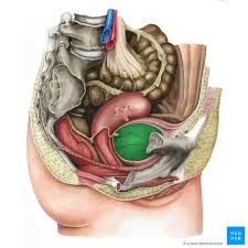 Image result for Bladder Anatomy