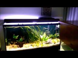 Pin On Fish Tank