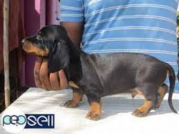 Heavy bikes in pakistan are sort of a passion for youngsters. Dachshund 40 Days Puppy Available Good Quality 2male And 3female Madurai Free Classifieds