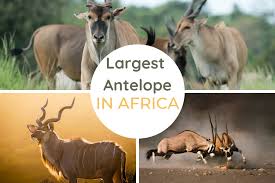This strategy led some animals, like. Top 10 Largest Antelope Species In Africa Africa Freak