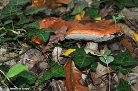 Des Bolets Qui Noircissent A La Cuisson Le Jardinoscope Toute La Flore Et La Faune De Nos Parcs Et Jardins Bolet Parc Et Jardin Champignon