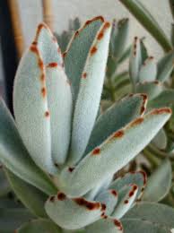 Kalanchoe Tomentosa Tomentosa Suculentas Plantas