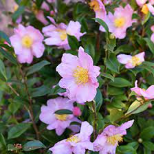 Southern blight planten met een bacterievuur uit het zuiden hebben letsels aan de stengel bij of in de buurt van de bodemlijn. Winter S Star Camellia Camellia Winter S Star In Richmond Fairfax Loudoun Prince William Fredericks Virginia Va At Meadows Farms Nurseries