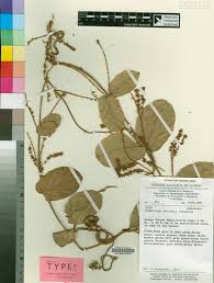 Image result for Combretum cinereopetalum