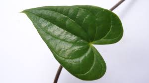 Image result for Dioscoreaceae