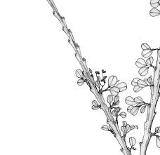 Image result for Phyllanthus bernierianus