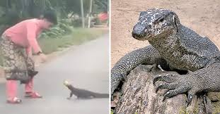 Husbandry is the chief component in breeding. M Sian Man Helps Monitor Lizard Remove Tin Can Stuck On Its Head Netizens Praise His Heroic Efforts Thesmartlocal Malaysia Travel Lifestyle Culture Language Guide