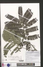 Image result for Pseudoprosopis