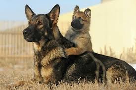 They don't sometimes require any particular brushes, but numerous brushes may be useful. Do German Shepherd Puppies Change Colors German Shepherd Country