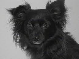 Maybe you would like to learn more about one of these? 77 Black Long Haired Dachshund Chihuahua Mix L2sanpiero