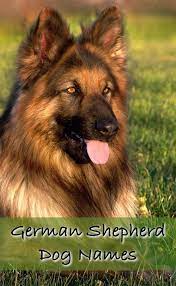 Welcome to our complete guide to german shepherd names. German Shepherd Names Over 200 Great Ideas For Boy And Girl Dogs