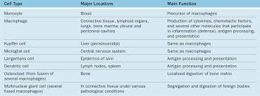 Connective Tissue Basicmedical Key