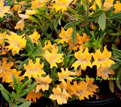 Image result for Commicarpus grandiflorus