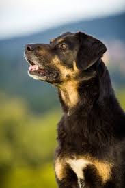 German shepherd rottweiler mixes are quite friendly with other dogs, provided they are introduced slowly and correctly. German Shepherd Rottweiler Mix Guide The Most Loyal Watchdog Perfect Dog Breeds