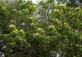 Image result for Cladostemon kirkii