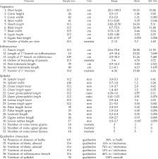 Image result for Panicum habrothrix