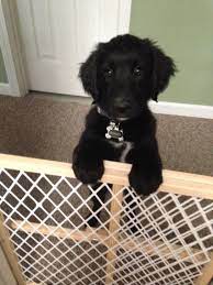 marley golden retriever black lab mix dogs golden retriever black golden retriever retriever puppy
