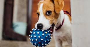 Mit dem welpenfutter von wann sollte welches hundefutter gefüttert werden? Wann Hore Ich Auf Welpenfutter Fur Meinen Hund Zu Futtern Haustiere Welt