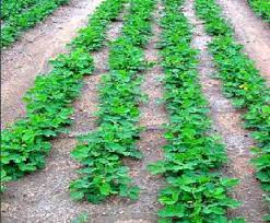 Check spelling or type a new query. Agriculture Oil Seeds Groundnut