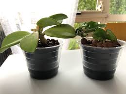 How much to water and how often will depend upon the medium they are grown in. First Time Propagating In Leca Am I Doing This Right Also How Often Do You Change The Water And Are You Allowed To Pull The Cutting Out Of Leca To Check For