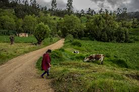 La crisis del sector rural colombiano. Experiencias que aportan a la  construcción de alternativas - Semillas