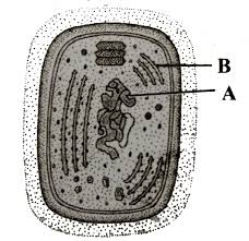 Check spelling or type a new query. Given Is The Ultrastructure Of An Animal Cell Identify The Parts Marked As A B Ca Nd D Img Src Https D10lpgp6xz60nq Cloudfront Net Physics Images Ncert Fing Bio Obj Xi Ctl C08 E01 024 Q01 Png Width 80