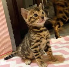 Before you set your heart on a bengal cat, do plenty of research. Bengal Kitten For Sale Addoption Home Facebook