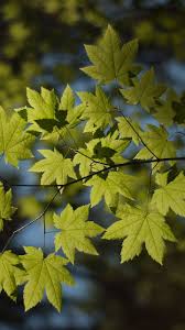3 、 wallpaper hidup hd tema tema maple daun musim gugur dengan gaya aaa menawarkan pengalaman visual model baru kepada anda. Pin By Allen Barbee On Wallpaper Iphone Autumn Wallpaper Backgrounds Desktop Wallpaper Wallpaper
