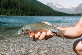 The avalanche lake hike is another popular trail in the area, and parking on the sun road requires a little patience at times. Avalanche Lake S Pure Westslope Cutthroat Trout Aspiring Wild