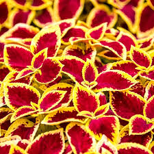 It may be the top performing coleus of any kind. Crimson Gold Coleus Spring Hill Nurseries