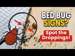 Image result for bed bugs droppings