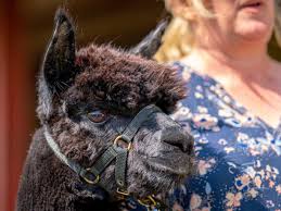 A york stay at the park inn by radisson york city centre for two people with breakfast, chocolates and 1pm late checkout. Gshy3ps Epzg1m