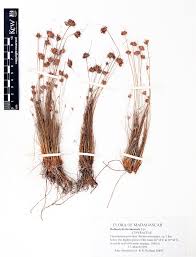 Image result for Bulbostylis schoenoides