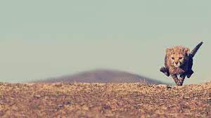 Baby Cheetah Running Baby Cheetahs Cheetah Wallpaper Animals