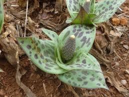 Image result for Ledebouria Unidentified sp. no5.
