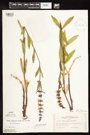 Image result for Stachys aculeolata