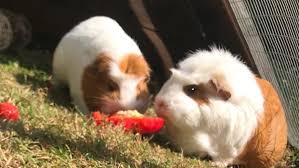 Small guinea pig paw print tattoo. Guineapig Explore Tumblr Posts And Blogs Tumgir