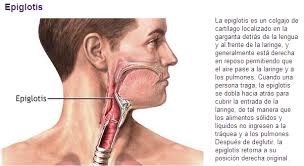 Si lo desea puede consultar la conjugación completa del verbo traquear. El Cuerpo Humano Aparato Respiratorio Introduccion A Las Ciencias De La Salud