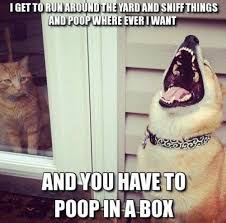 Check spelling or type a new query. The 35 Happiest Moments In Animal History Funny Animal Pictures Funny Dogs Funny Animals