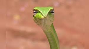 Skeptical Snake Know Your Meme