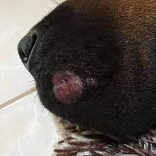 Maybe you would like to learn more about one of these? Is This Ringworm Pets Stack Exchange