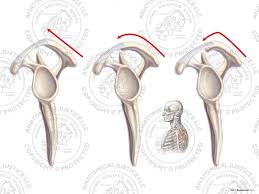 The traditional method of classifying the acromion is based on the shape of its undersurface in sagittal plane. Bigliani Classification Of The Left Acromion Process No Text